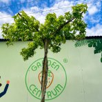 Ambrovník styraxový (Liquidambar styraciflua)  - výška 250-260 cm, kont. C45L - TVAROVANÁ STRECHA